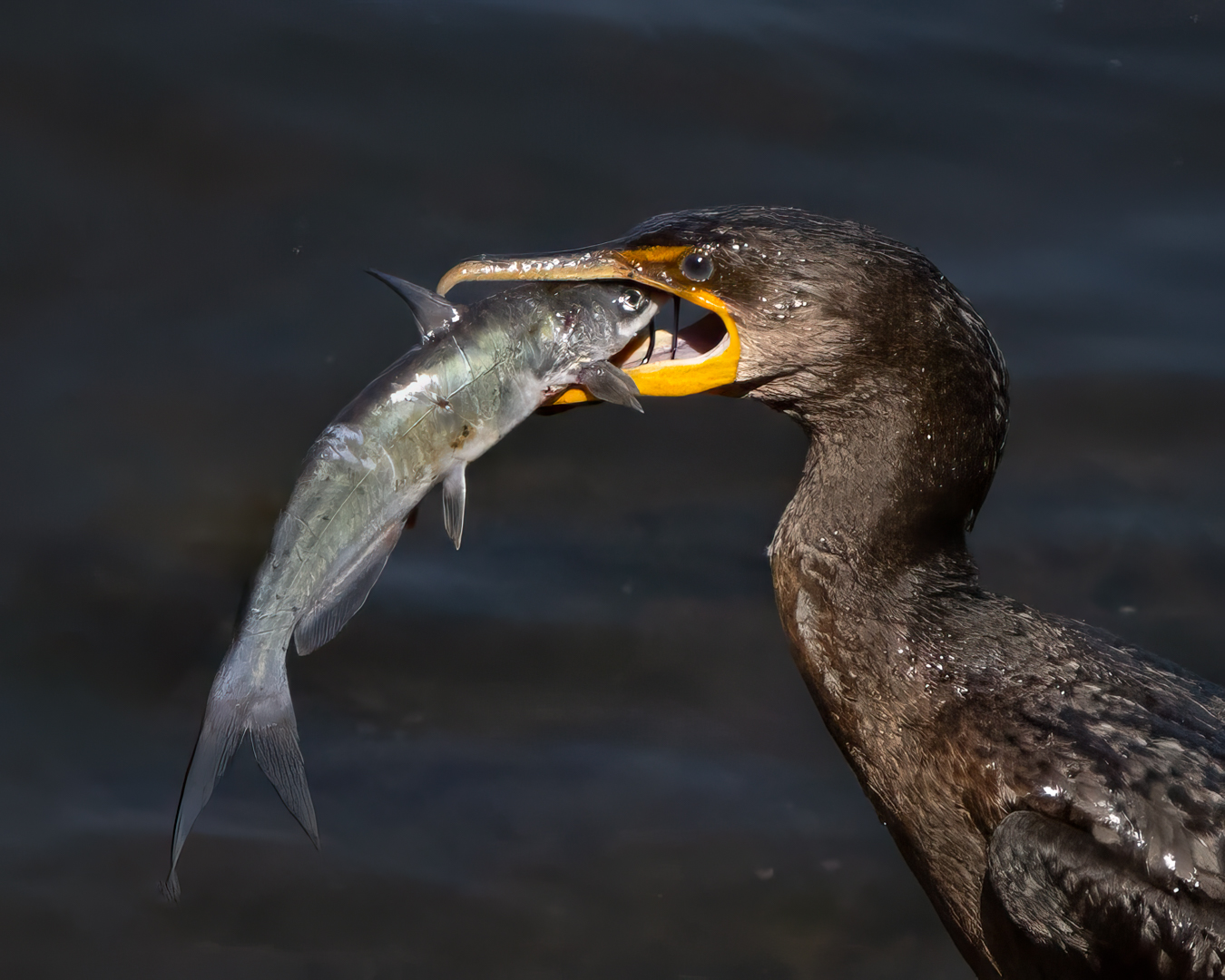 3rd PrizeOpen Nature In Class 3 By Scott Becque For Eye To Eye JAN-2026.jpg